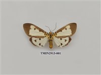 藏品(夜蛾7)的圖片